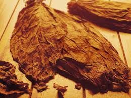 Tobacco virginia