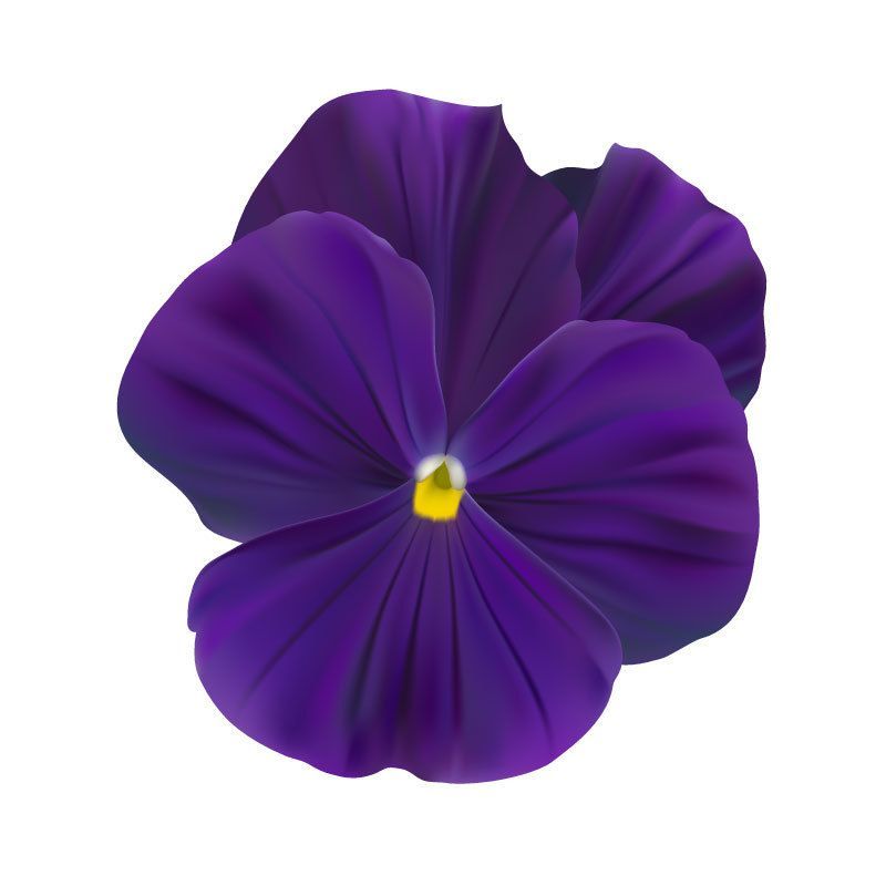Violet
