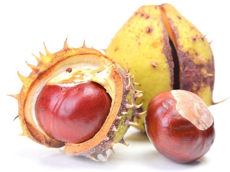 Chestnut
