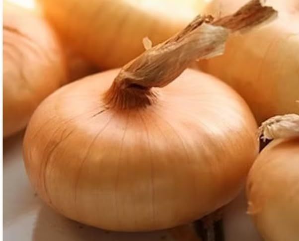 Cipolla Borettana Sweet Italian Pickling Onions Seeds