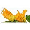 Zucchino Fiore Courgette Flower Seeds for Abundant Flowers for Chefs
