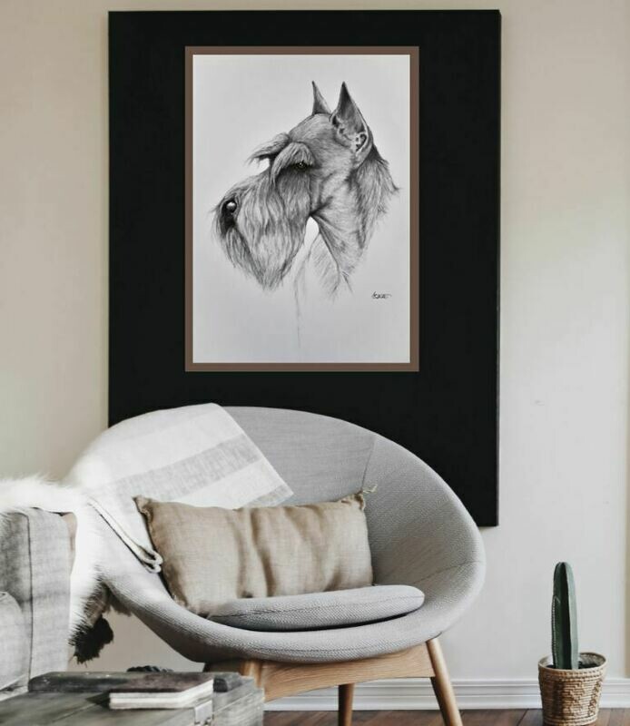 Limited art print Miniature Schnauzer 63x46 cm (24,8 x 18,11 inches)