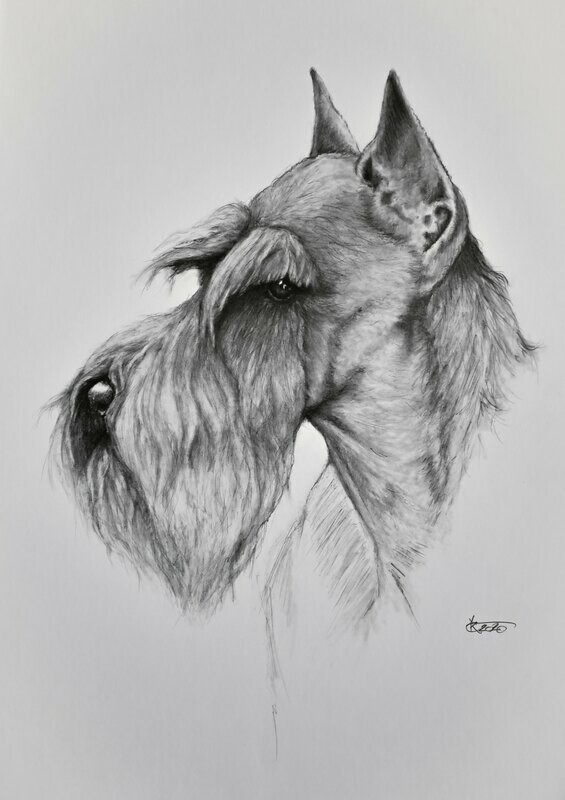 Limited art print Miniature Schnauzer 63x46 cm (24,8 x 18,11 inches)