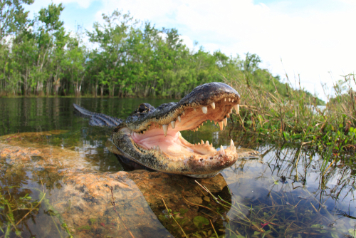 Everglades Self-Guided Driving Tour