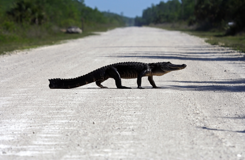Big Cypress Self-Guided Driving Tour