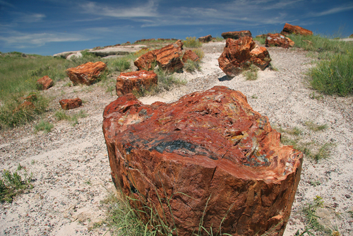 Petrified National Park Self-Guided Tour