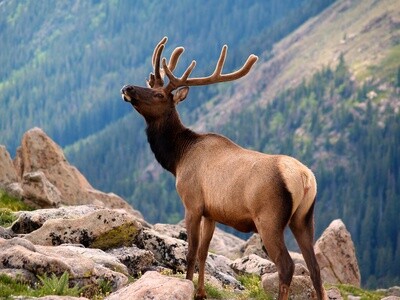 Rocky Mountain National Park Tour: Self-Guided Drive