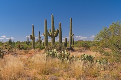 Saguaro East National Park Self - Guided Driving Tour