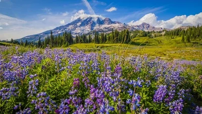 Mt Rainier Tour from Seattle - Self-Guided Drive