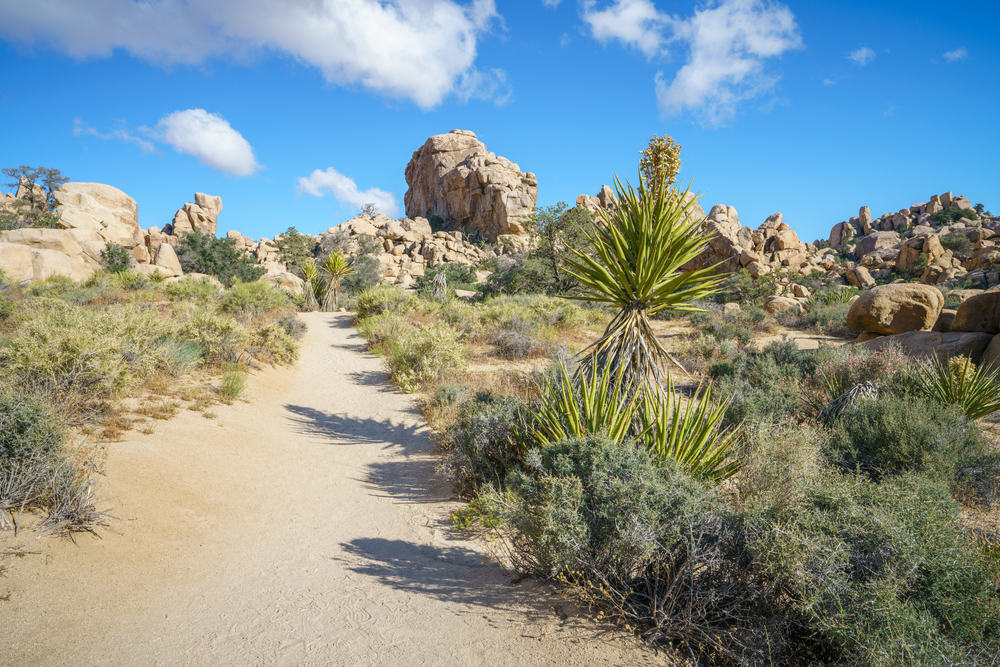 Hidden Valley Trail Joshua Tree: Self-Guided Walk