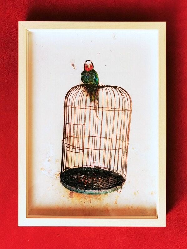 PARROT