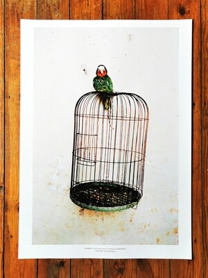 POSTER #008 PARROT