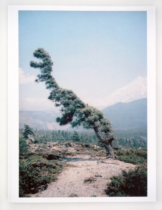 SOME WINDY TREES (V.D.)  > LAST COPY!
