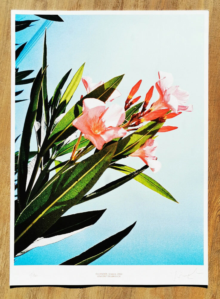 POSTER #007 - OLEANDER