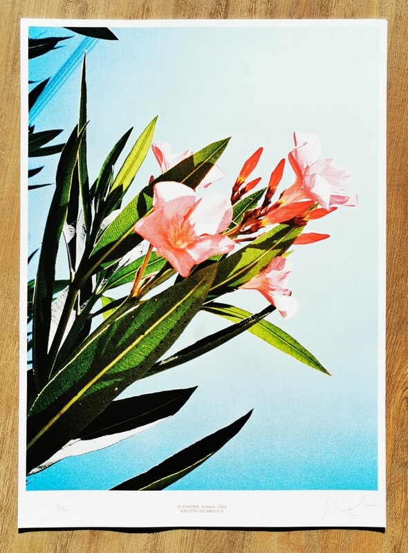 POSTER #007 - OLEANDER
