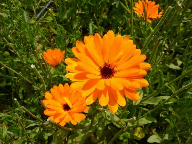 HUILE DE CALENDULA (Soucis des jardins)