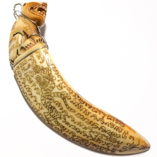 Khiaw Hmoo Dtan Gae Suea Wild Boar Tusk 4 Inches Carved Tiger Amulet Khom Spell Inscriptions Luang Por Sawai Wat Bridaram