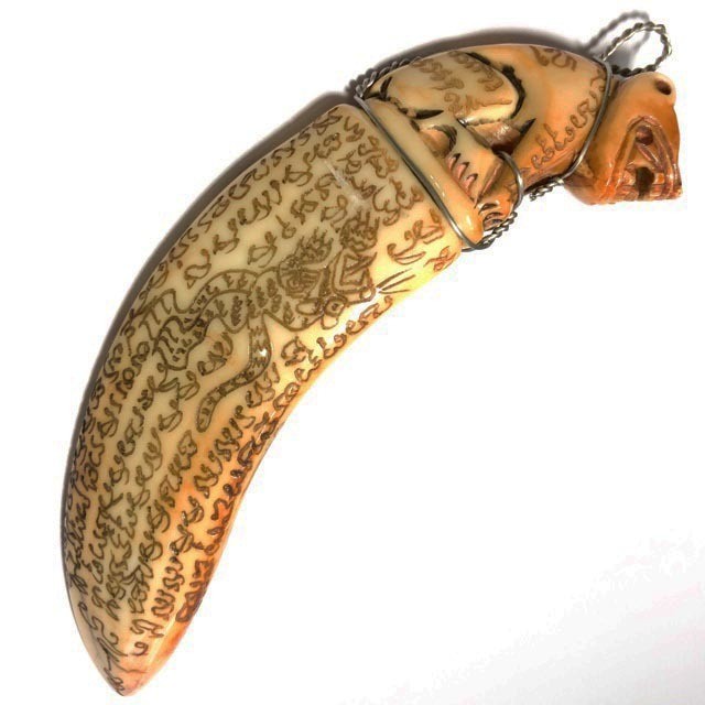 Khiaw Hmoo Dtan Gae Suea Wild Boar Tusk 4 Inches Carved Tiger Amulet Khom Spell Inscriptions Luang Por Sawai Wat Bridaram