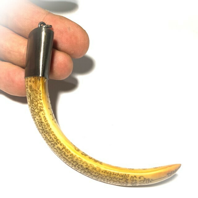 Khiaw Hmoo Dtan Wild Boar Tusk 4 Inches Hand Inscribed Yant Suea Sariga Ongk Pra & Khom Spell Inscriptions Luang Por Sawai Wat Bridaram
