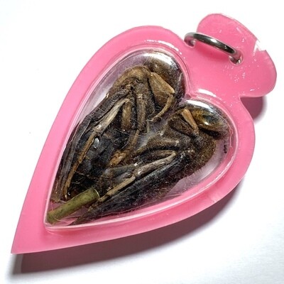 Paya Dtor Ngern Dtor Tong Wicha Lanna Boran Gold-Silver Treasure Bees Takrut &amp; Mai Yae Hyae Pink Casing Kroo Ba Or