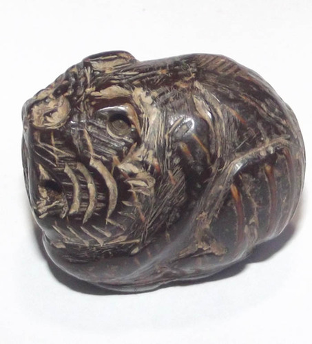 Kot Gala Mai Mee Dtaa Suea Maha Ud  Hand Carved Tiger from Miniature No-Eye Coconut - LP Kong - Wat Wang Sapparot