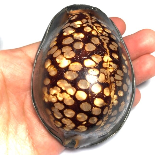 Bia Gae 32 See Dtua Kroo Jumbo 9 x 5 x 6 Cm hand inscriptions for Healing Anti Poverty &amp; Black Magic Protection 5th Lunar Saturday Edition 2554 BE Luang Por Sakorn