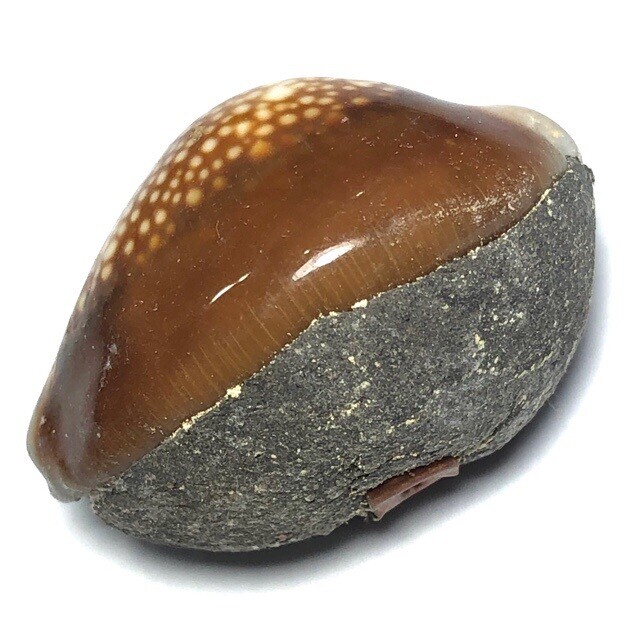 Bia Gae Aathan Maha Rangap Anti Black Magic, Curses, Ghost Posession, Poisoning and Sickness Amulet Kroo Ba Dech Gidtiyano 2550 BE