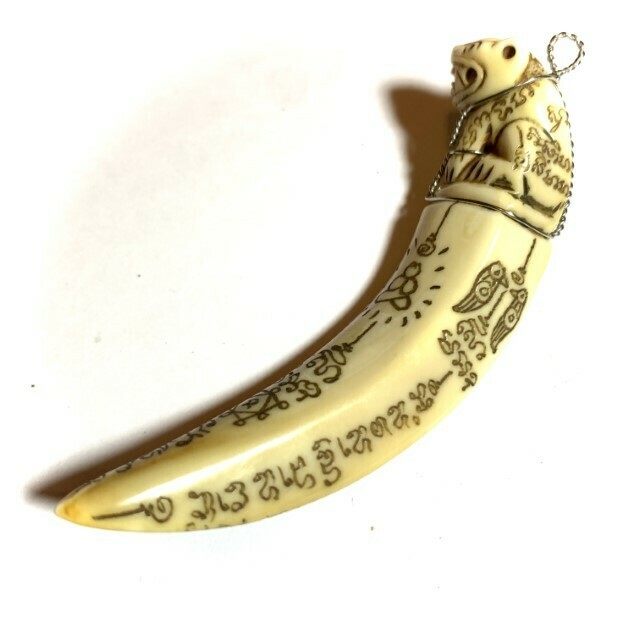 Khiaw Hmoo Dtan Gae Suea Wild Boar Tusk 4 Inches Carved Tiger Amulet Khom Spell Inscriptions Luang Por Sawai Wat Bridaram