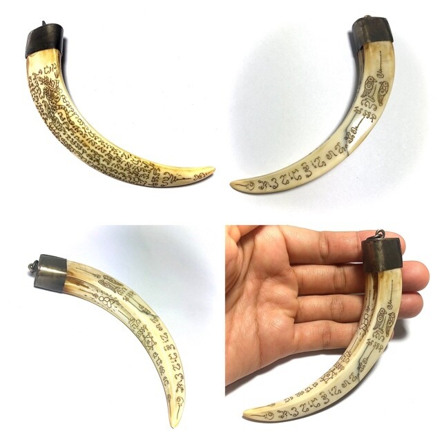 Khiaw Hmoo Dtan Wild Boar Tusk 4 Inches Hand Inscribed Yant Suea Sariga Ongk Pra Khom Spell Inscriptions Luang Por Sawai