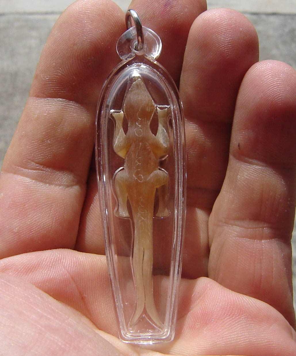 Jing Jok Sorng Hang Nam Choke (albino buffalo horn) - 2 tailed Gecko charm  for riches and luck - LP Rit