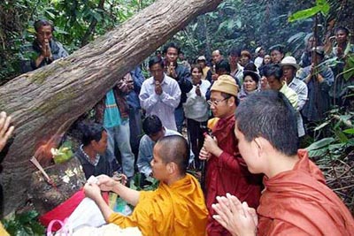 Sacred Takian Tong tree with deva, being Transported to the Sangha.