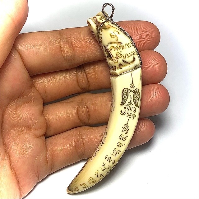 Khiaw Hmoo Dtan Gae Suea Wild Boar Tusk with Carved Tiger Amulet & Khom Spell Inscriptions 3.5 Inches Luang Por Sawai Free Shipping