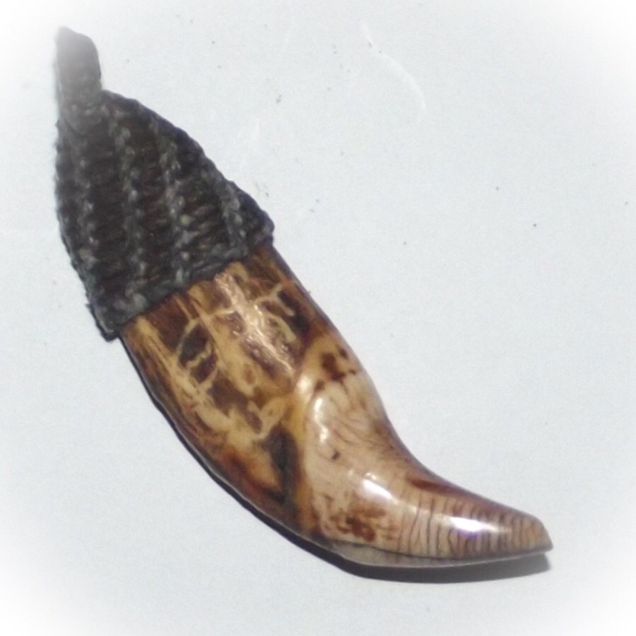 Khiaw Paya Hmee Akom Khao Or - Bear Tooth (Large Fang 3 Inches) - Animist Talisman for Commanding Power and Influence - Anti Black Magick - Luang Por Prohm of Wat Ban Suan