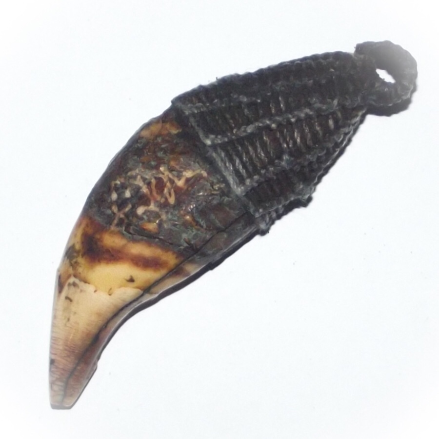 Khiaw Paya Hmee Akom Khao Or - Bear Tooth (Large Fang 3.5 Inches) - Animist Talisman for Commanding Power and Influence - Anti Black Magick - Luang Por Prohm of Wat Ban Suan
