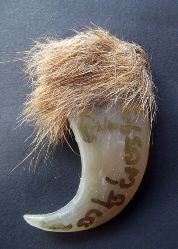 Leb Suea Maha Amnaj (Tiger Claw) - Kong Grapan, Anti Black magic, and Personal Power amulet - Luang Por Dum - Wat Pra Puttabat Radtanakiree (Khon Kaen) - Only 6 Made