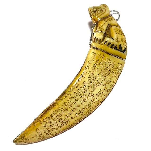 Khiaw Hmoo Dtan Gae Suea Wild Boar Tusk with Carved Tiger Amulet &amp; Khom Spell Inscriptions 4 Inches Luang Por Sawai