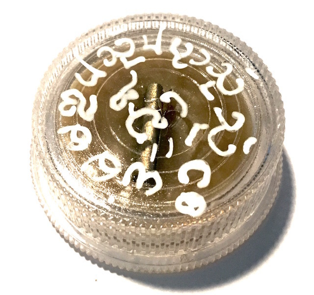 See Pheung Jai Rak Montr Nuea Montr - Early Era Metta Balm with Takrut   - Ajarn Meng Khun Phaen