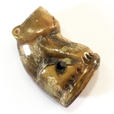 Suea Maha Amnaj Graduk Gae 2553 BE - Tiger of Commanding Power + Influence - Carved Bone + Khom Spell Inscriptions - Luang Phu Khai