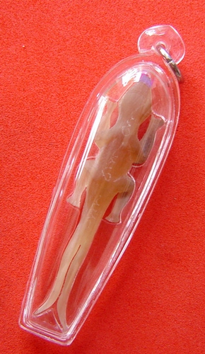 Jing Jok Sorng Hang Nam Choke (albino buffalo horn) - 2 tailed Gecko charm  for riches and luck - LP Rit