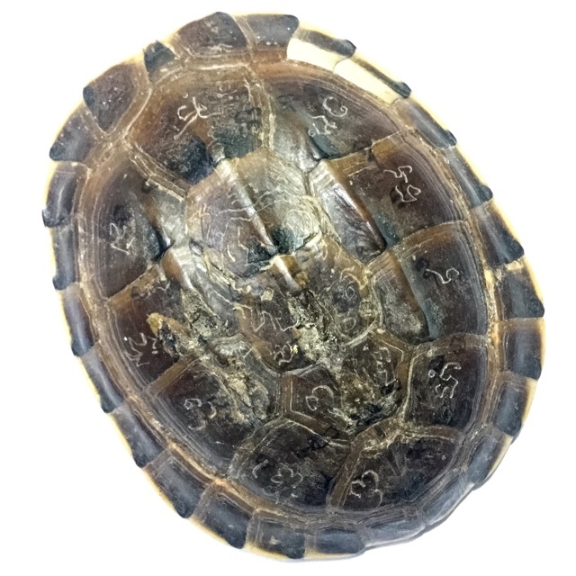 Tao Ruean Maha Pokasap Jarn Mer Temple Turtle Shell with Handmade Magic Spell Inscriptions - Luang Por Prohm Wat Ban Suan
