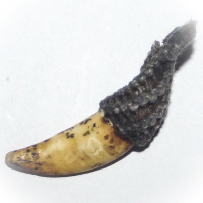 Khiaw Hmee Akom Khao Or - Bear Tooth Animist Talisman for Maha Amnaj Commanding Power and Influence - Anti Black Magick - Luang Por Prohm of Wat Ban Suan
