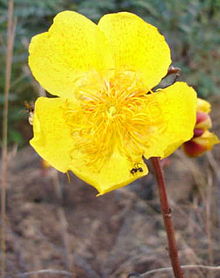 Yellow Silk Cotton Tree Flower