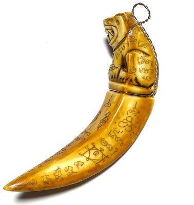 Khiaw Hmoo Dtan Gae Suea Wild Boar Tusk with Carved Tiger Amulet &amp; Khom Spell Inscriptions 4 Inches Luang Por Sawai