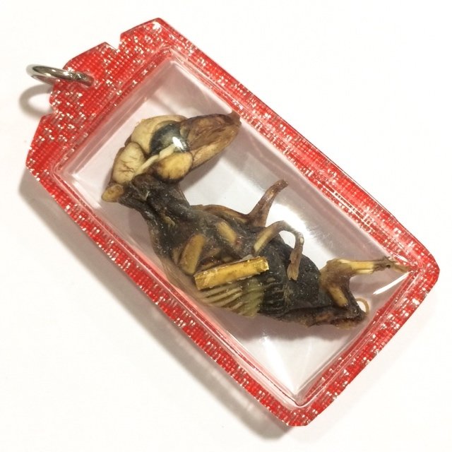 Look Krok Moo Embryonic Necromantic Lucky Pig Animist Charm with 2 Takrut for Prosperity &amp; Gambling Ajarn Prodt