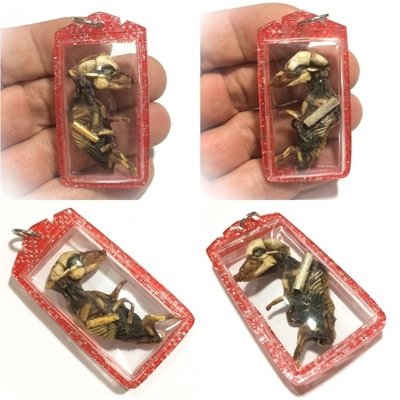 Look Krok Moo Embryonic Necromantic Lucky Pig Animist Charm with 2 Takrut for Prosperity &amp; Gambling Ajarn Prodt