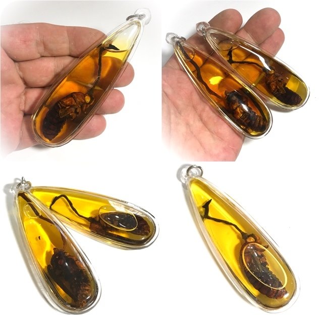 Taep Rae Rai Paya Wan Jakkajan Chae Nam Man Prai Sacred Cordyceps Cicada Pra Kroo Pern