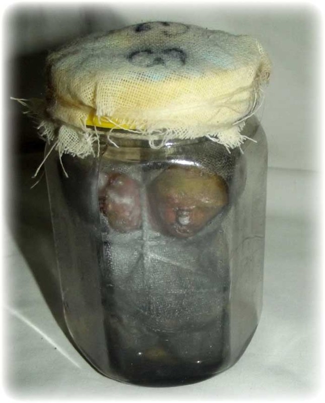 Look Krok Sorng Hua Chae Nam Man Prai - Two Headed Kumarn in Prai Oil and Powder Concentrate - Luang Phu Naen Dam