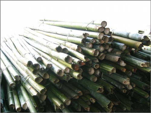 Bamboo (ไม้ไผ่ลำ)