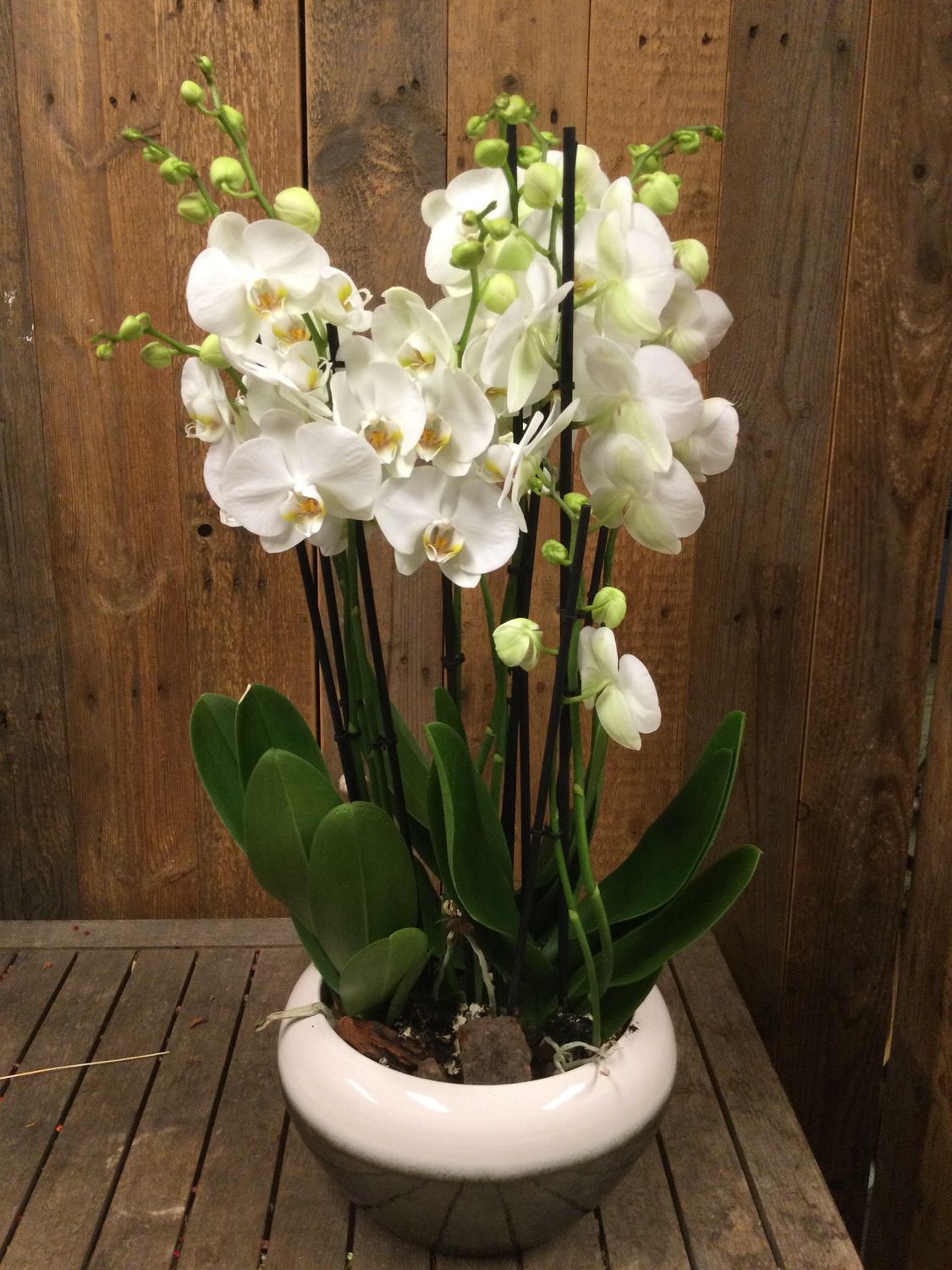 Schaal met 3 orchideeen