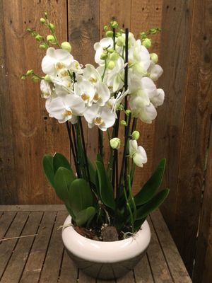 Schaal met 3 orchideeen